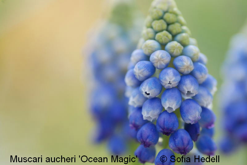 Muscari aucheri 'Ocean Magic', prlhyacint