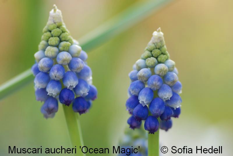 Muscari aucheri 'Ocean Magic', prlhyacint