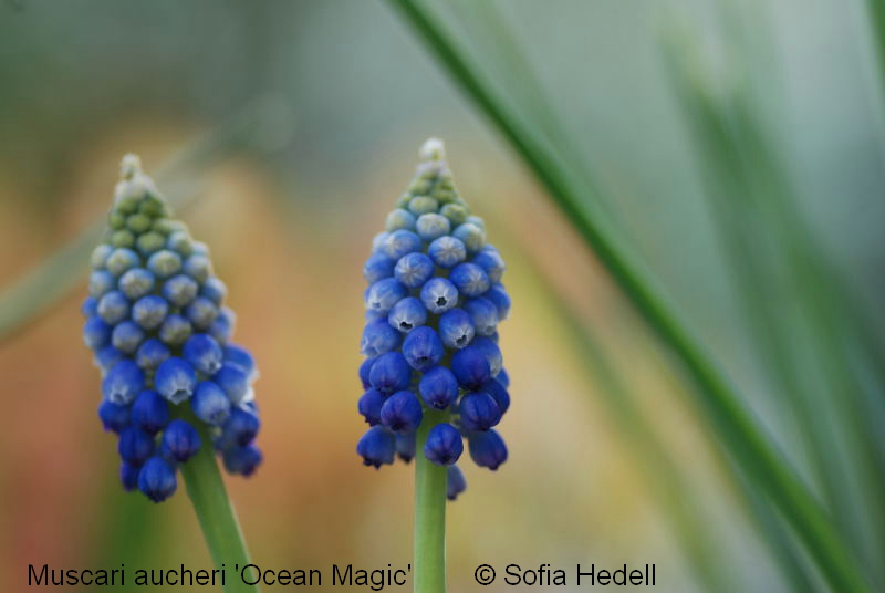 Muscari aucheri 'Ocean Magic', prlhyacint