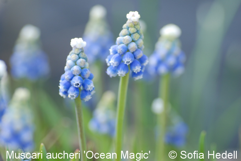 Muscari aucheri 'Ocean Magic', prlhyacint