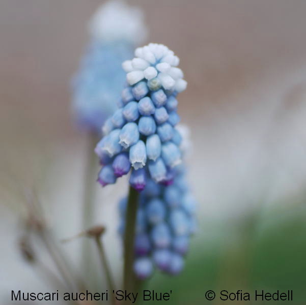 Muscari aucheri 'Sky Blue', prlhyacint