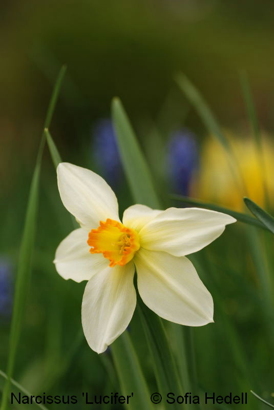 Narcissus 'Lucifer', psklilja