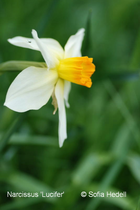 Narcissus 'Lucifer', psklilja
