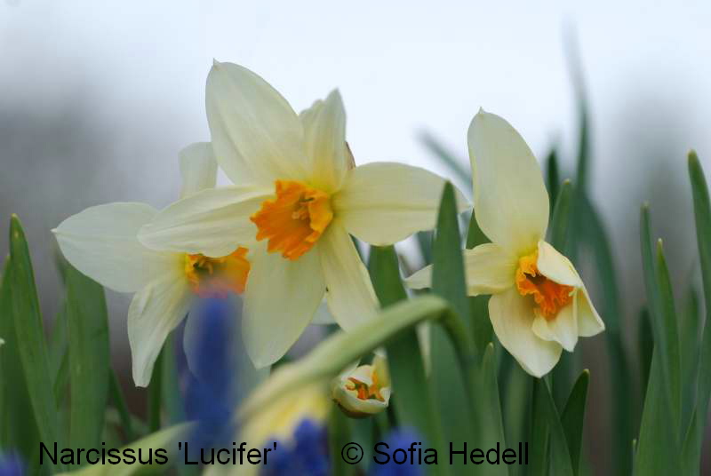 Narcissus 'Lucifer', psklilja