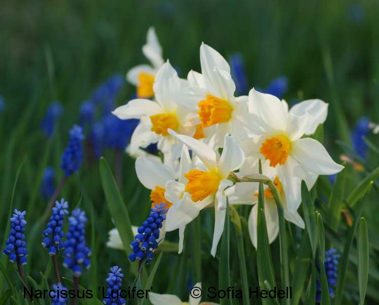Narcissus 'Lucifer', psklilja