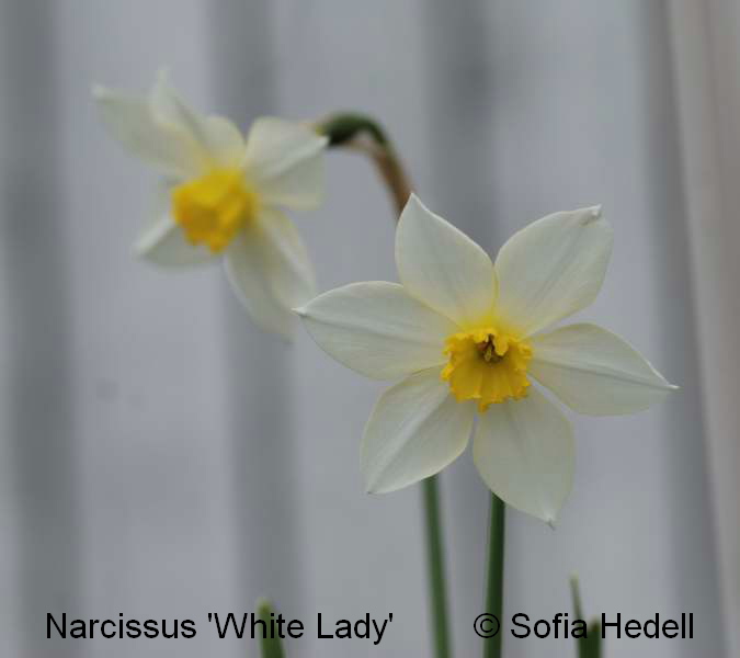 Narcissus 'White Lady', pingstlilja