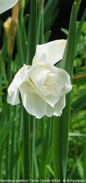 Narcissus poeticus 'Tamar Double White', poetpingstlilja