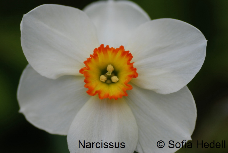 Narcissus, pingstlilja