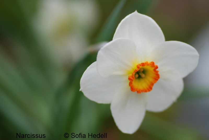 Narcissus, pingstlilja
