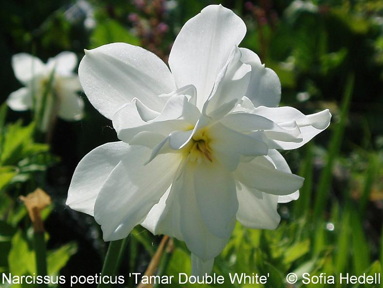 Narcissus poeticus 'Tamar Double White', poetpingstlilja
