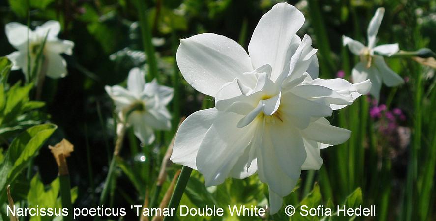 Narcissus poeticus 'Tamar Double White', poetpingstlilja