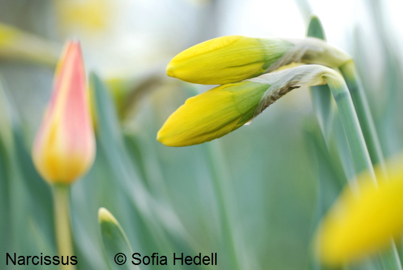 Narcissus, psklilja