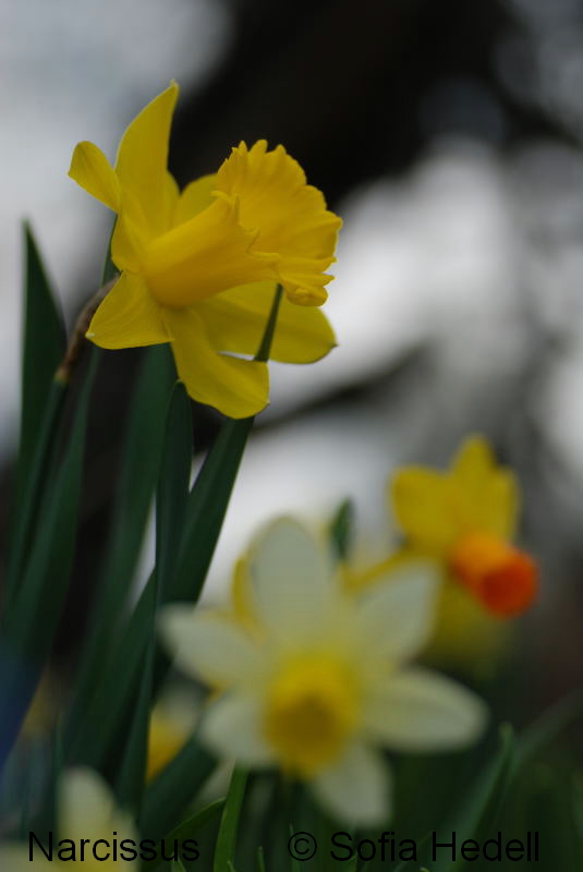 Narcissus, psklilja