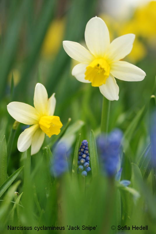 Narcissus cyclamineus, psklilja