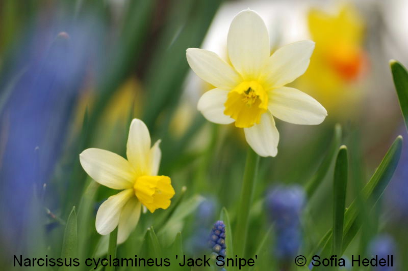 Narcissus cyclamineus, psklilja