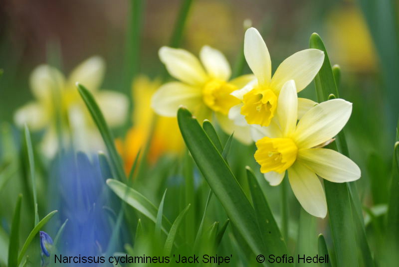 Narcissus cyclamineus, psklilja