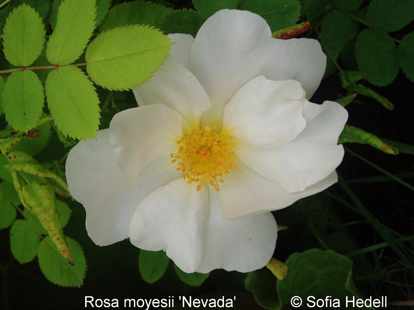 Rosa moyesii 'Nevada'