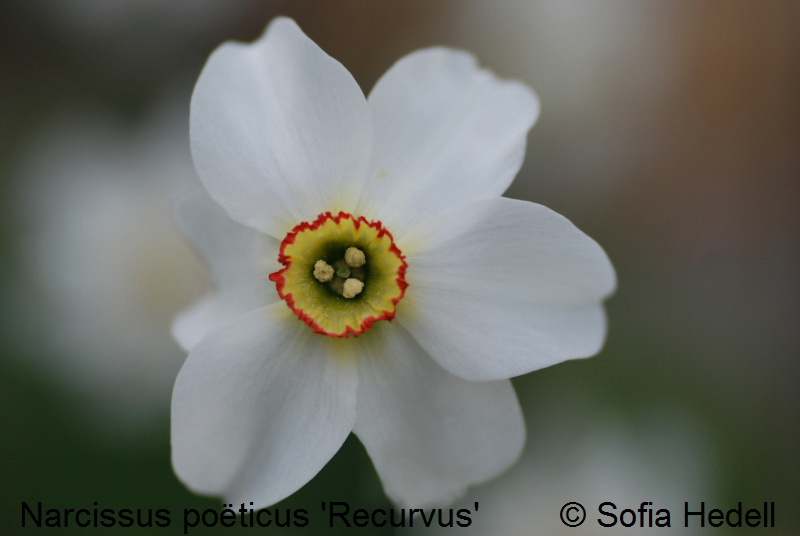 Narcissus poeticus 'Recurvus', poetpingstlilja
