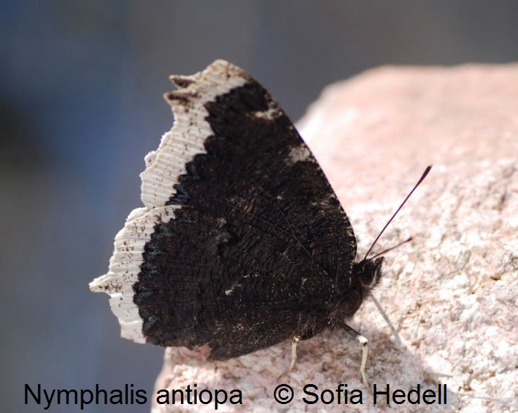 Nymphalis antiopa, sorgmantel 