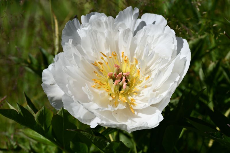 Paeonia 'Love Affair'
