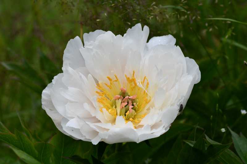 Paeonia 'Love Affair'