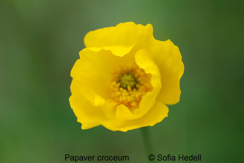 Papaver croceum, sibirisk vallmo