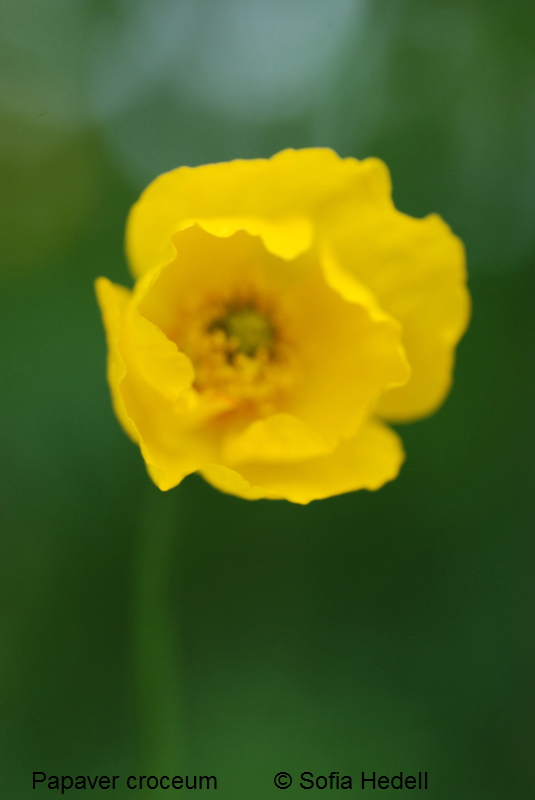 Papaver croceum, sibirisk vallmo