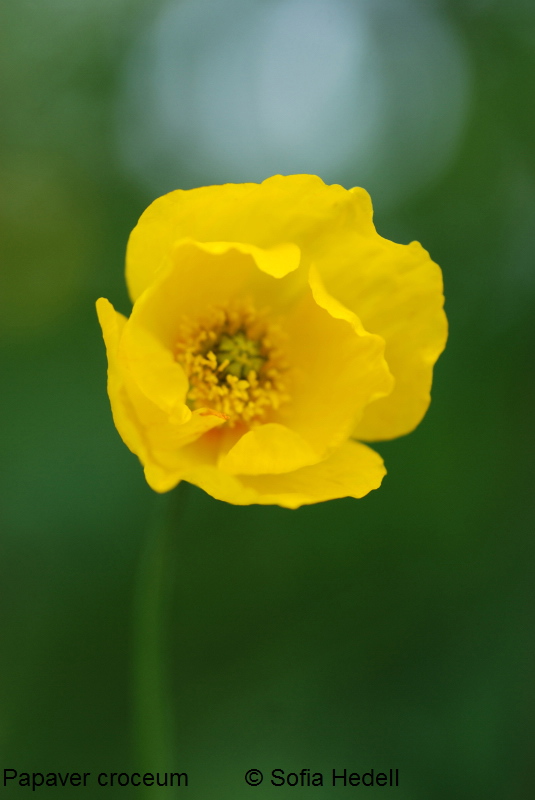 Papaver croceum, sibirisk vallmo