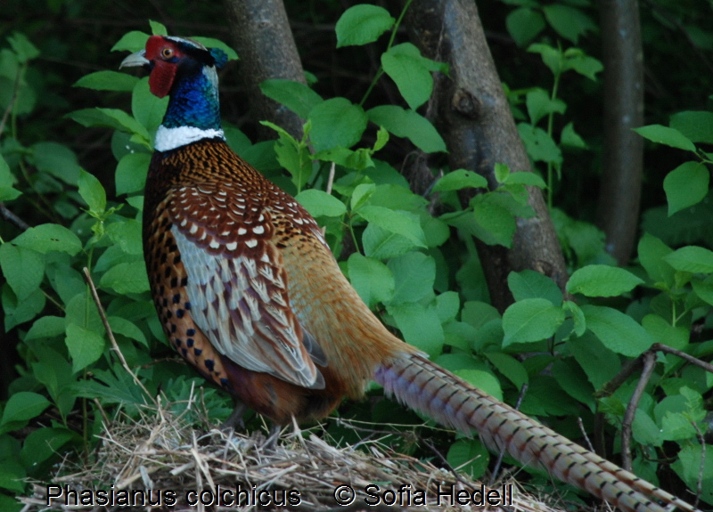 Phasianus colchicus, fasan