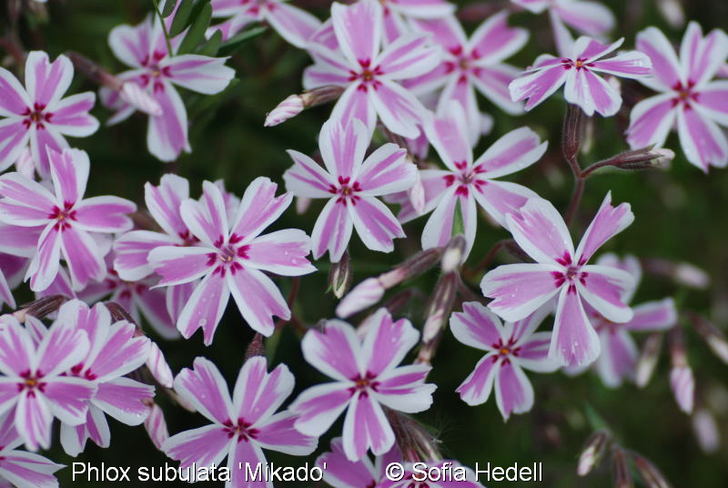 Phlox subulata 'Mikado'