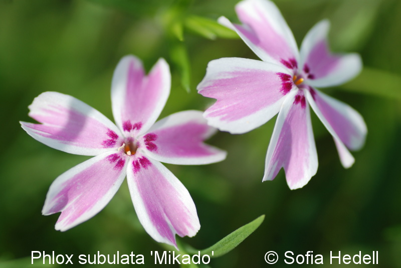 Phlox subulata 'Mikado'