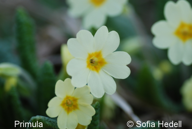 Primula vulgaris, jordviva