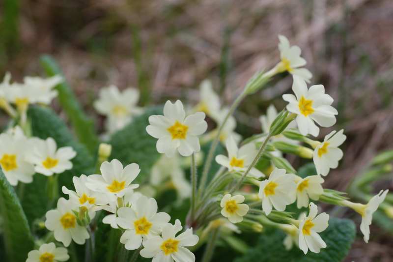 Primula vulgaris, jordviva