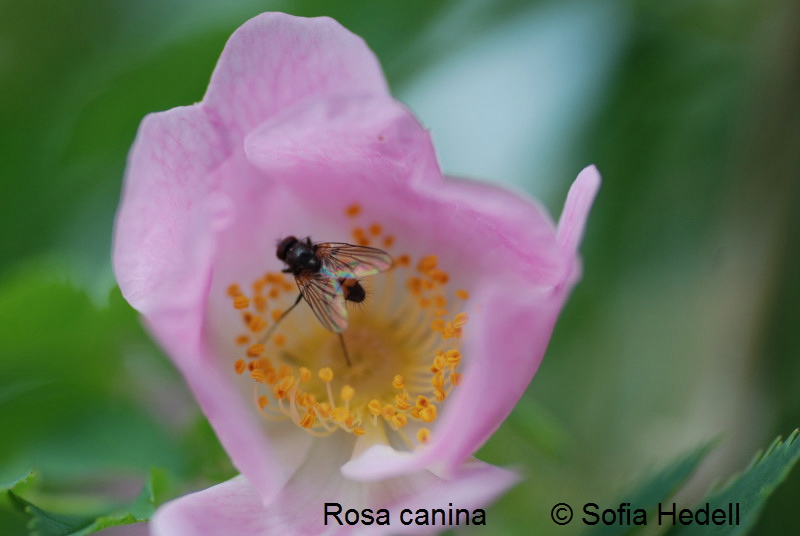 Rosa canina, nyponros