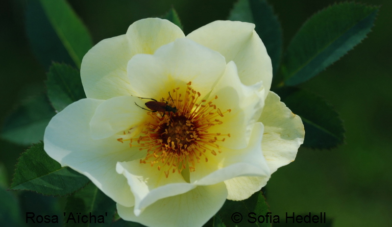 Rosa 'Acha'
