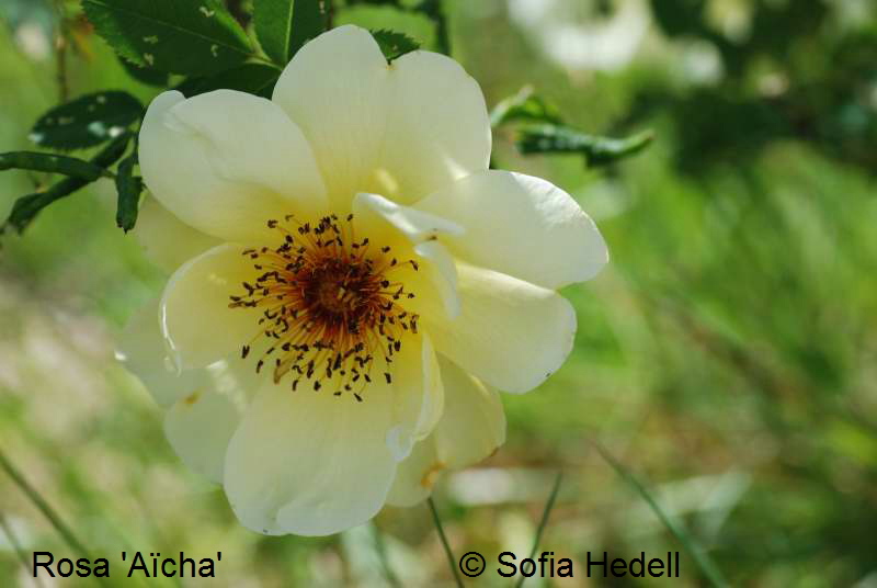 Rosa 'Acha'