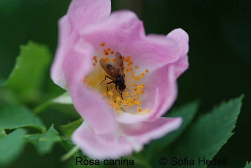 Rosa canina, nyponros