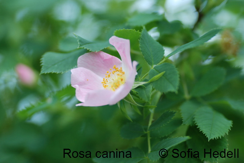 Rosa canina, nyponros