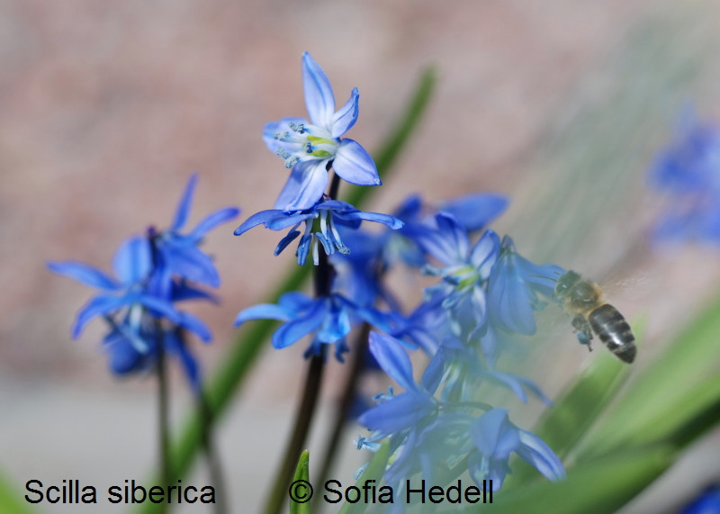 Scilla siberica, rysk blstjrna