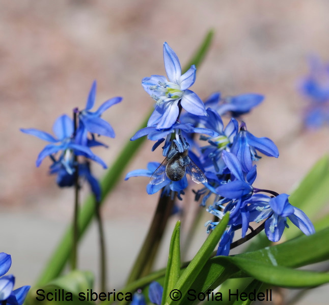 Scilla siberica, rysk blstjrna