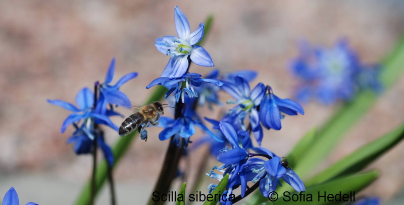 Scilla siberica, rysk blstjrna