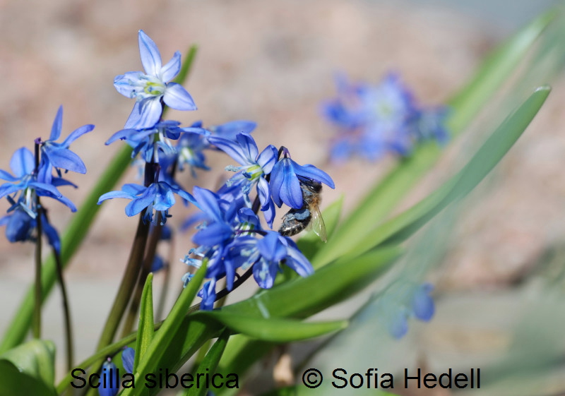Scilla siberica, rysk blstjrna