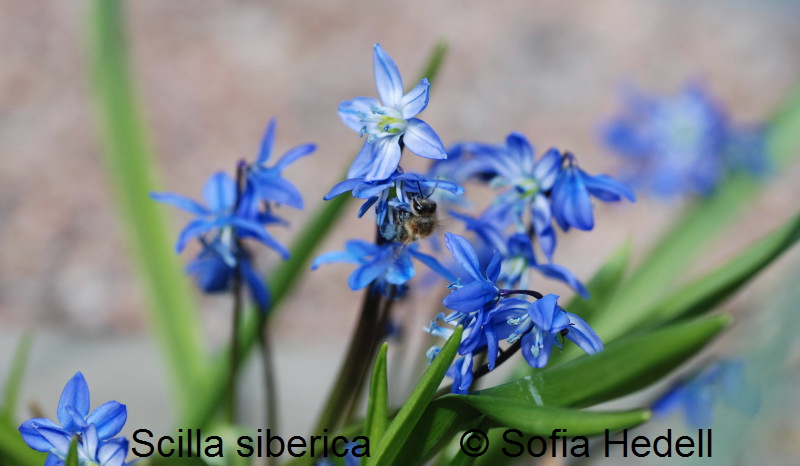 Scilla siberica, rysk blstjrna