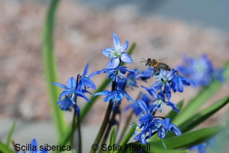 Scilla siberica, rysk blstjrna