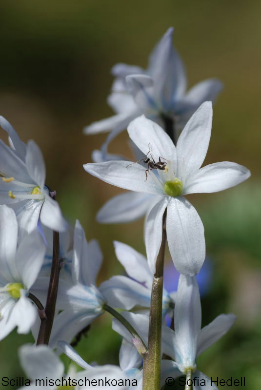 Scilla mischtschenkoana, persisk blstjrna