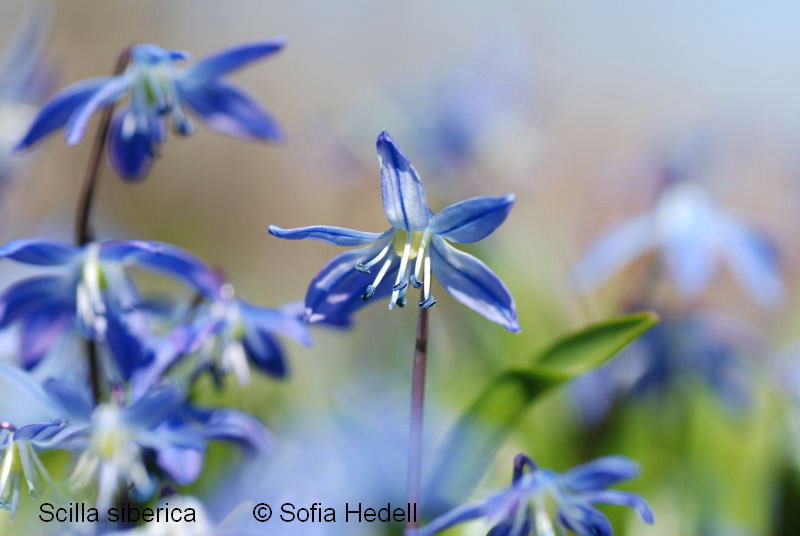 Scilla siberica, rysk blstjrna
