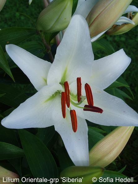 Lilium Orientale-Grp 'Siberia', orientlilja