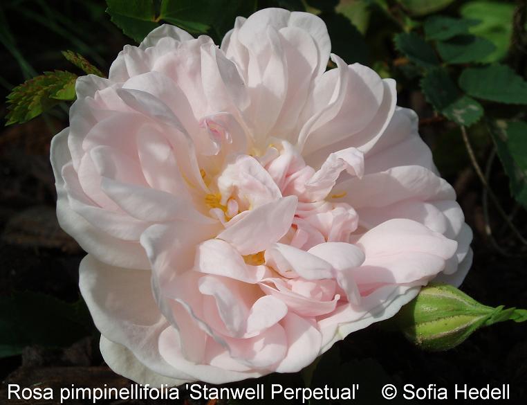 Rosa pimpinellifolia 'Stanwell Perpetual', pimpinellros
