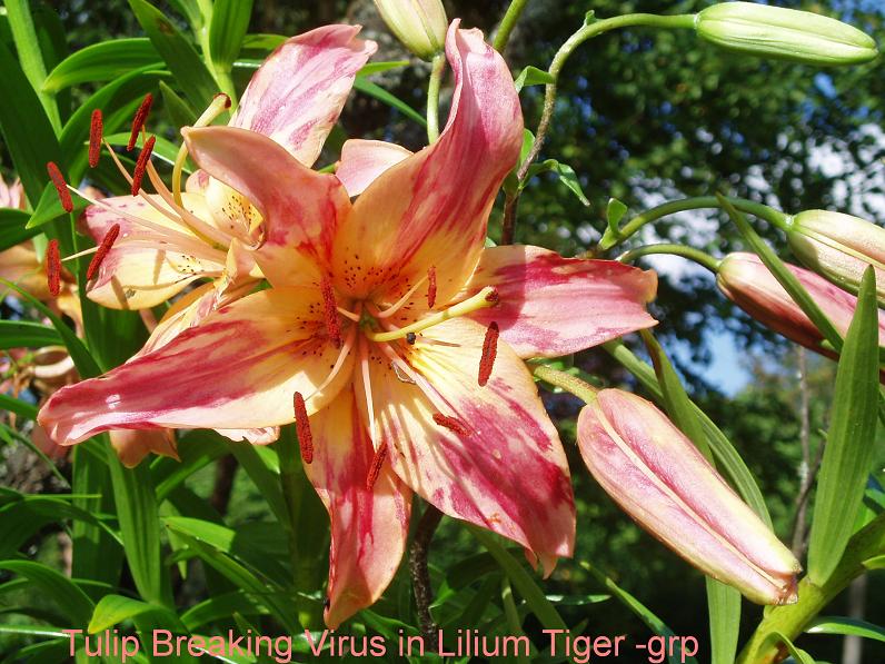 Tulip Breaking Virus, TBV, in Lilium Tiger-grp