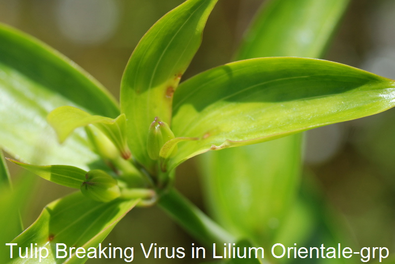 Tulip Breaking Virus, TBV, in Lilium Orientale-grp